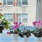 Комнатные растения, которые очищают воздух в доме